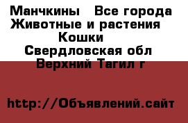 Манчкины - Все города Животные и растения » Кошки   . Свердловская обл.,Верхний Тагил г.